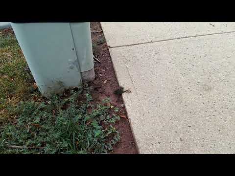 Cicada killer in Aberdeen, NJ