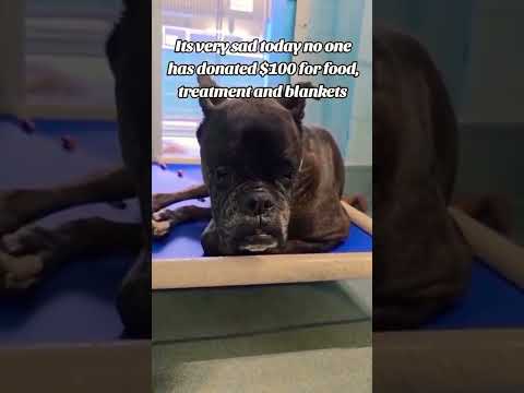 For any help consider donating link in bio to save a stray life in Los Angeles#usashorts#saveladogs