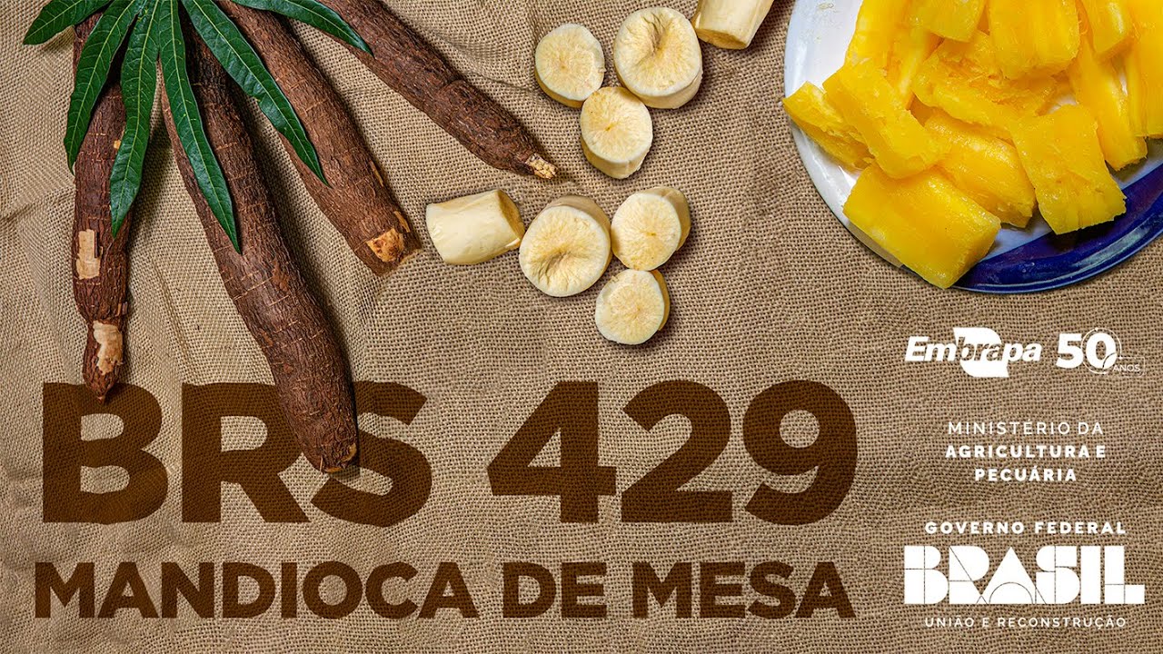 Mandioca de mesa BRS 429