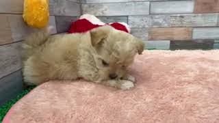 ハーフ犬の動画01