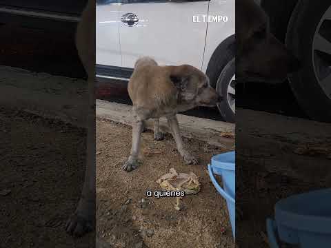 Alcalde de Quinchía se retracta por propuesta sobre alimentar animales callejeros | EL TIEMPO