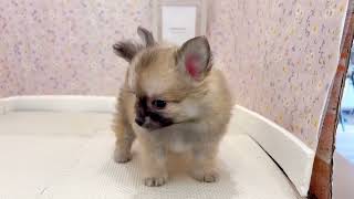 ハーフ犬の動画01