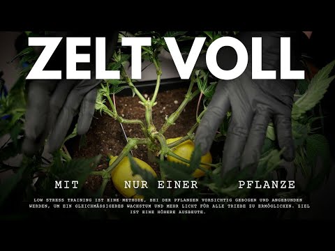 Maximaler Ertrag – So füllst du dein gesamtes Zelt mit Low  und High Stress Training