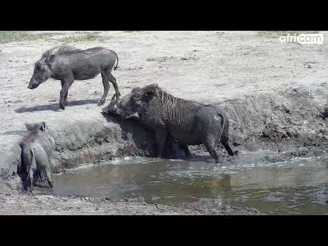 Warthog's Mud Bath at Nkorho.