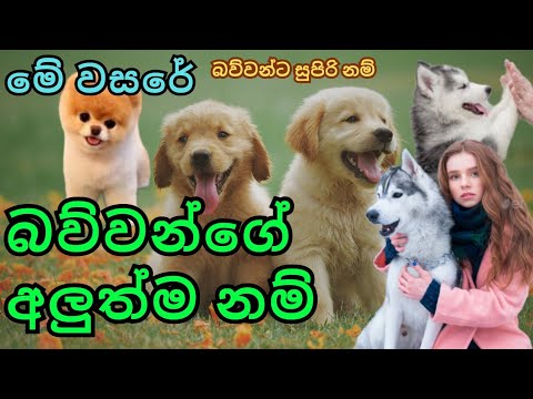 dogs name | dog name | ballanta nam | dog names | dog name sinhala |dog names for male | බල්ලන්ට නම්