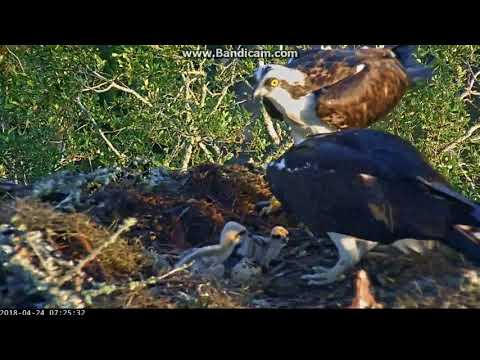 Osprey Chick Delivers a PS Right Into Dad's Face Savannah Osprey Nest
