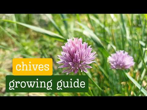 Ultimate Guide To Growing Chives |All You Need To Know| #gardening #naturesecretvault