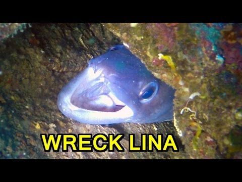 Tauchen in Kroatien - Wrack der Lina / Diving in Croatia - Wreck Lina