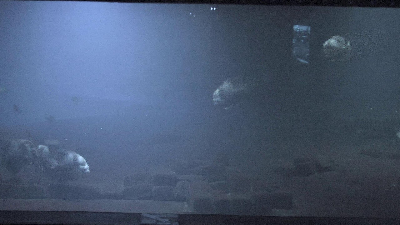Live webcam view of Shark School Aquarium at the Zoo