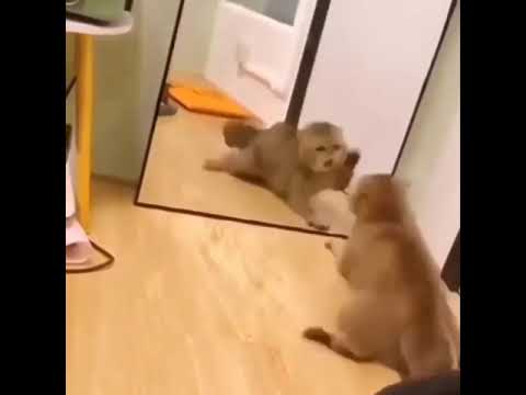 cats scared of mirrors
