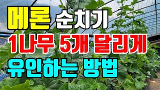 메론순치 1줄기에 5개 키워서 먹어요. 메론 순치기로 가능합니다.