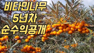 비타민나무 3가지를 모르면 심지 마세요! (feat. 수확부터 판매까지)