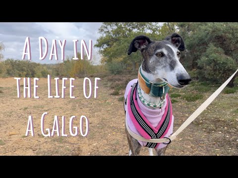 A Day in the Life of a Galgo (Spanish Greyhound)❤️ Rescue Dog Diaries 5