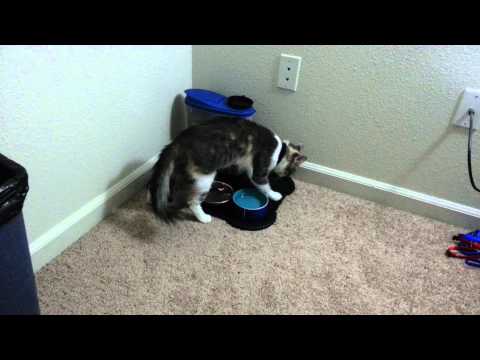 Minzy Cat trying to bury her food