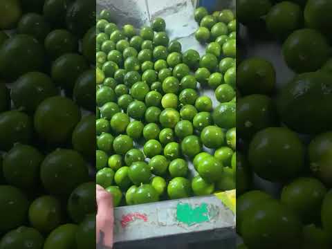 Fresh seedless lime 100% organic super hot sale for export
