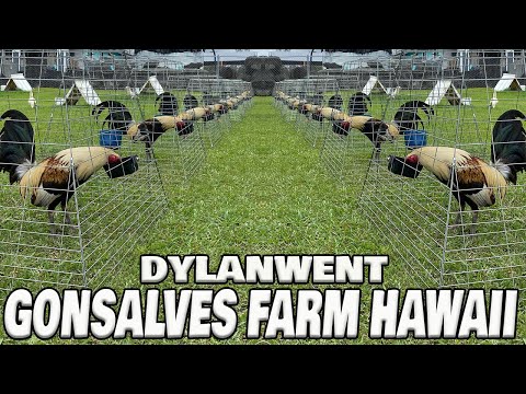 HAWAII !! Dylanwent Gonsalves Farm - Beautiful Birds