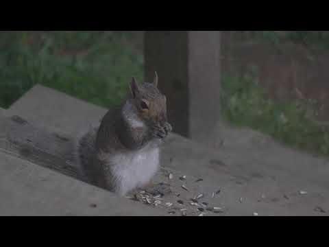 Fuji XT4 HLG 4K60P to 4K24P -Critters