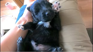 【子犬のレスキュー】母を亡くした子犬達と優しいモンゴル人の話