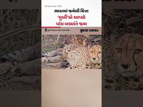 ભારતમાં જન્મેલી ચિત્તા 'મુખી'એ કુનો નેશનલ પાર્કમાં આપ્યો પાંચ બચ્ચાંને જન્મ