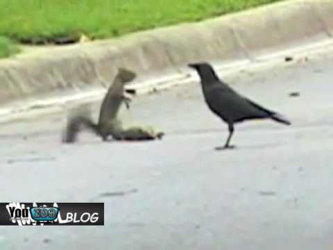 Scoiattolo VS corvi