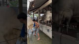 Download lagu Successful cattle farming mp3