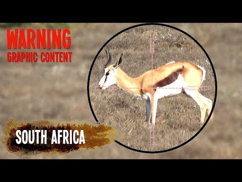 Airgun Hunting Springbok with 303 DAYSTATE!