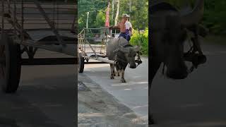 Download lagu AMAZING CARABAO #carabao #shorts #animal #amazing #viralvideo mp3 Download lagu AMAZING CARABAO #carabao #shorts #animal #amazing #viralvideo mp3