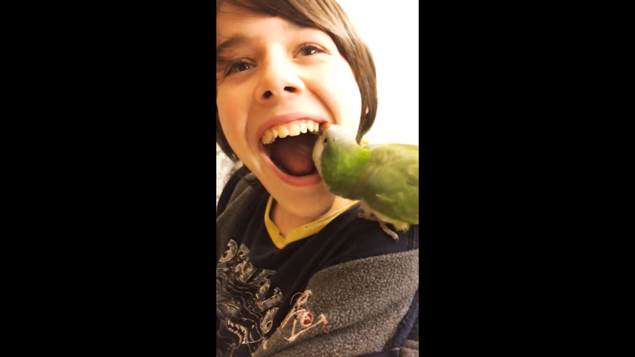 Un buon dentista arriva sempre alla radice del problema 🦷🦜 #shorts