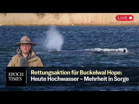 Rettungsaktion für Buckelwal „Hope“: Mehrheit sorgt sich um den Wal