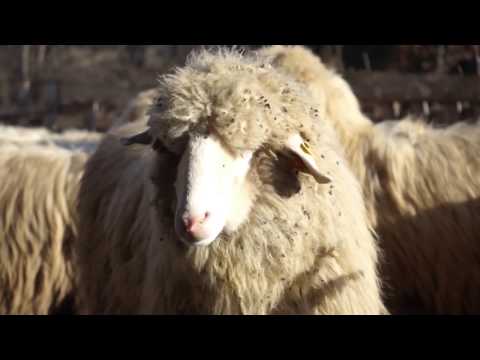 Ovca za sve - BARDOKA