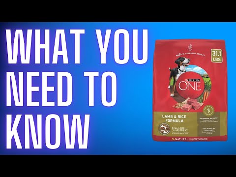 Here's why I switched my dog to Purina ONE...