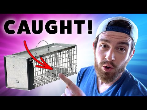Amazon Rat Cage