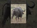 Buffalo Poops Wildlife Shortvideo Wildanimals Augdailyshorts Maasaimara Safari Warthog