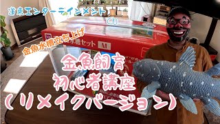 【金魚水槽】リメイク動画！金魚水槽立ち上げ、金魚飼育の為の初心者講座