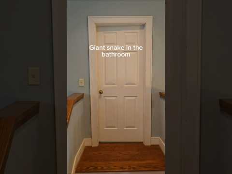 The biggest snake I've ever seen. Hiding in my bathroom. #reptiles #venomoussnakes #pets