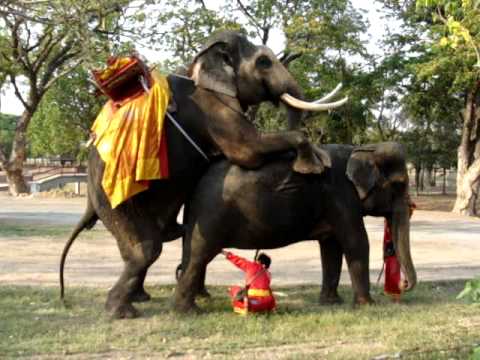 download lagu mp3 mp4 Como Se Reproducen Los Elefantes, download lagu Como Se Reproducen Los Elefantes gratis, unduh video klip Como Se Reproducen Los Elefantes