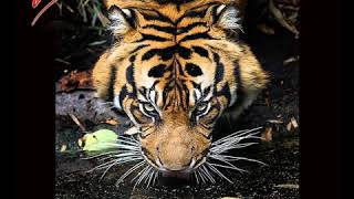 Survivor  - Hungry Years (1993)