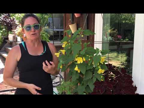 Cara’s Friday Favorite for Container Gardening: Abutilon