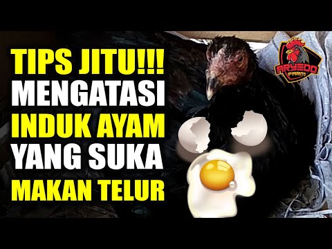 , title : 'TIPS JITU! Cara Mengatasi Induk Ayam Makan Telurnya Sendiri'