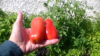 My San Marzano Tomatoes