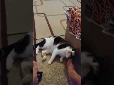 How My Cat Scratches Her Inner Ear Itch