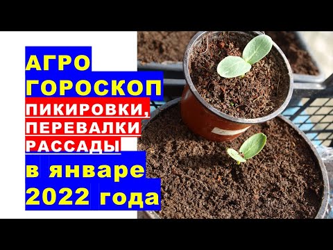 , title : 'Агрогороскоп пикировки, перевалки, посадки рассады в январе 2022 года'