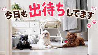 【孫と犬】孫が起きて来るのを待っています。その様子は、まるで出待ち状態です(笑)