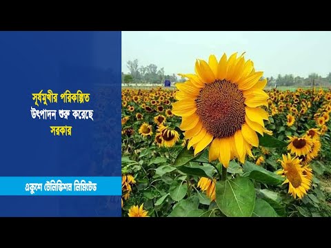 সূর্যমুখীর পরিকল্পিত উৎপাদন শুরু করেছে সরকার | ETV News