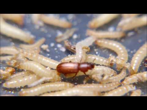 download lagu mp3 mp4 Larvae In Flour, download lagu Larvae In Flour gratis, unduh video klip Larvae In Flour