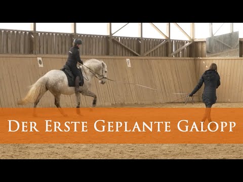 🚀 Raketenstart im Galopp beim Jungpferd?