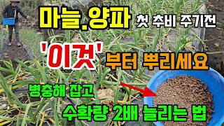 마늘/양파 첫 웃거름 주기전 이것 부터 뿌리세요 병해충 없고 수확량 2배 늘어요 #마늘키우기
