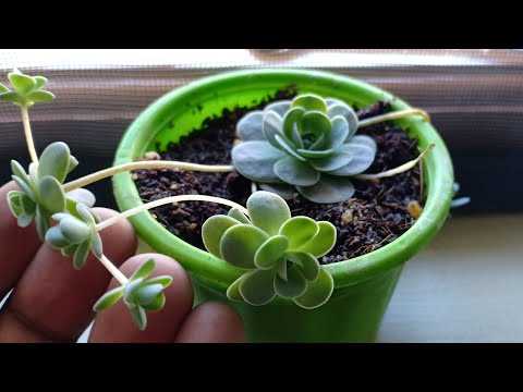 download lagu mp3 mp4 Chinese Dunce Cap Flower, download lagu Chinese Dunce Cap Flower gratis, unduh video klip Chinese Dunce Cap Flower