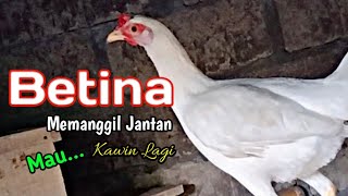 Download lagu Suara ayam betina ingin kawin ngekek abissss... mp3