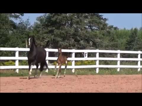 SOLD Bedeque video Aug 2015